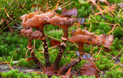 Preview: Unique forest mushrooms surrounded by moss.