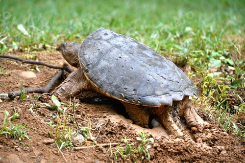 Preview: A female snapping turtle laying her eggs in a nest she has dug in the mud on the river bank.