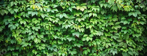Preview: Natural abstract modern green background. A hedge made of a plant. Banner