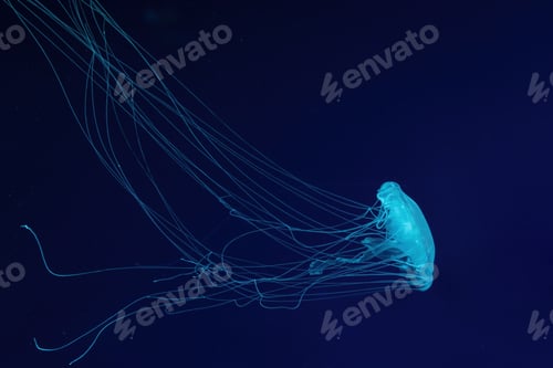 Preview: One Fluorescent Jellyfish Swimming Underwater Aquarium Pool With Blue Neon Light