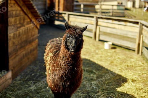 Preview: Curious Brown Alpaca Standing in a Rural Farmyard During the Afternoon