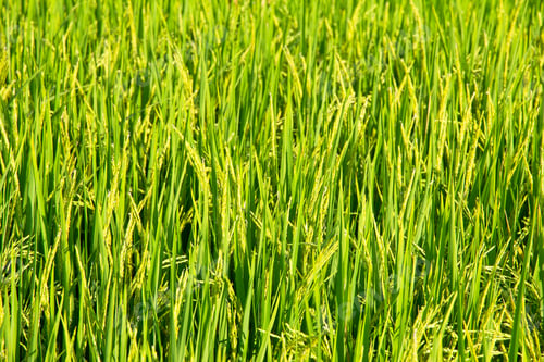 Preview: Close up image of Rice fields