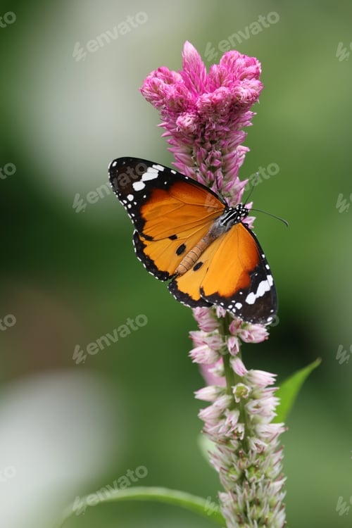 Preview: beautiful butterfly on a flower on nature background