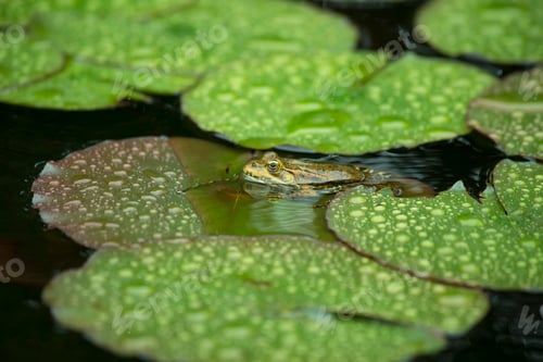 Preview: toad sitting on a water lily in the rain