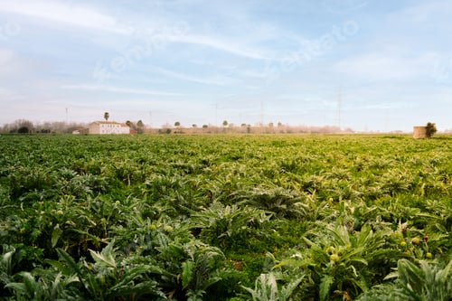 Preview: farm field planted with artichoke plants
