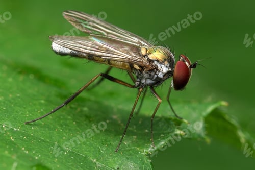 Preview: Small, brown fly is trapped within the petals of a vibrant red flower.