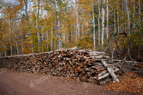 Preview: Log spruce trunks pile. Sawn timber trees from the forest. Logging timber wood industry. Cut trees
