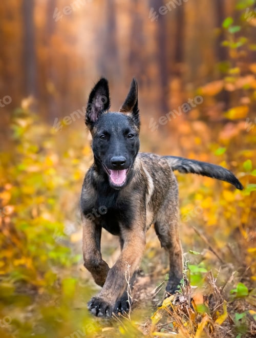 Preview: puppy belgian shepherd in nature