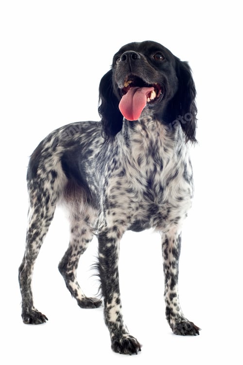 Preview: brittany spaniel