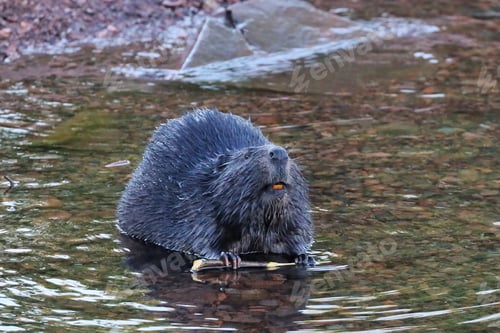Preview: Beaver with orange teeth chewing on a stick in Lake Superior in Grand Marais, Minnesota.