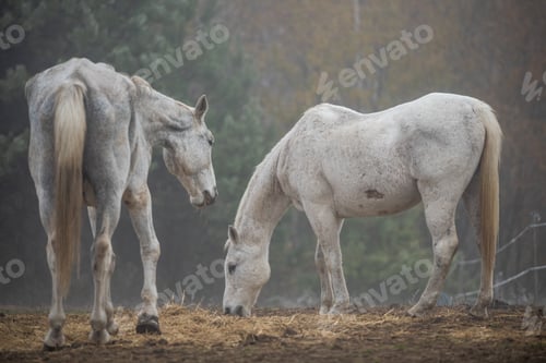 Preview: Idyllic Foggy Day with Grazing Horse in the Countryside