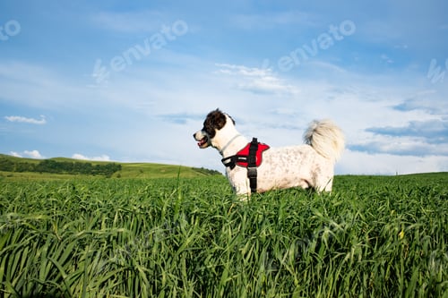Preview: cute white dog in summer landscape
