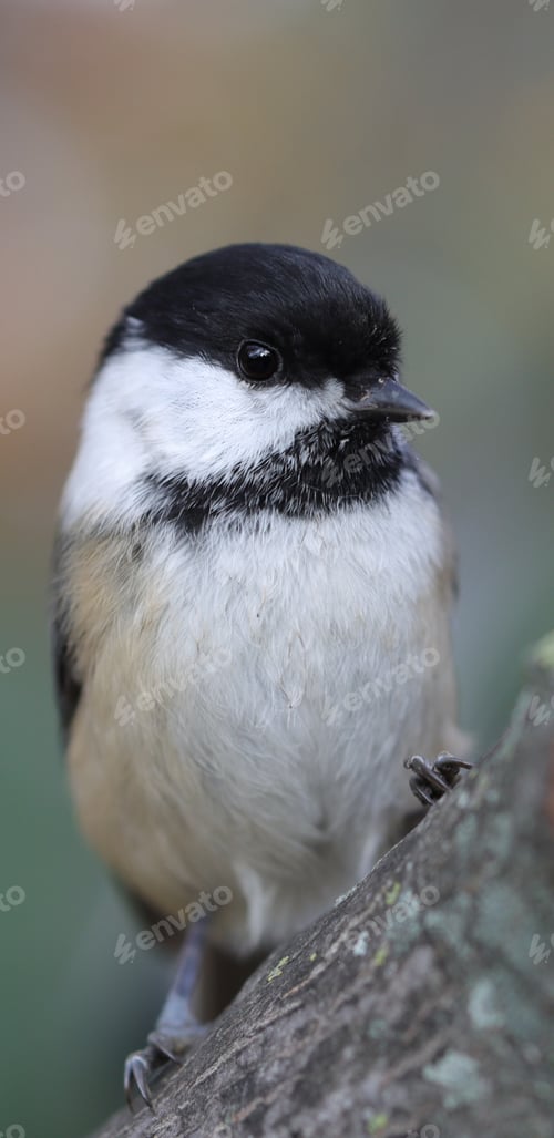 Preview: Closeup of a black-capped chickadee perched on a branch