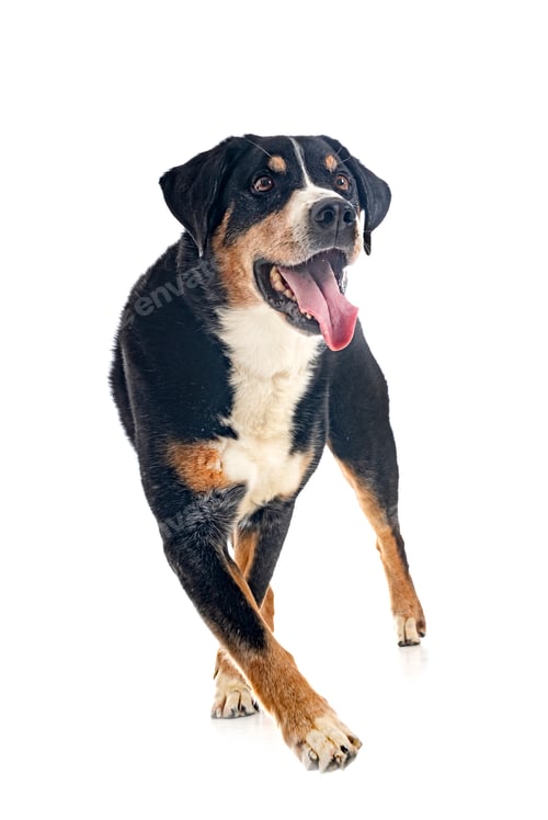 Preview: adult Appenzeller Sennenhund