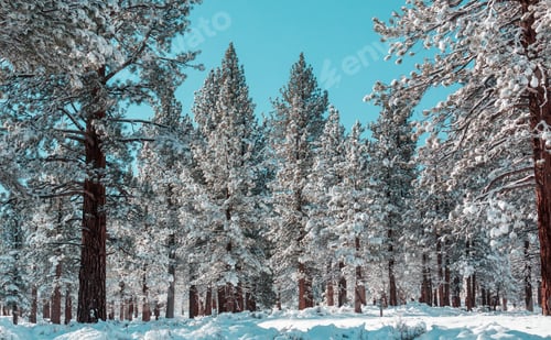 Preview: Winter forest