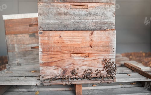 Preview: Bees, honey production and bee farm insects for sustainability, agriculture and ecology produce. He
