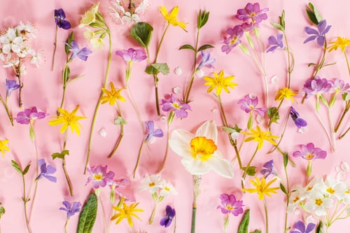 Preview: Colorful spring flowers flat lay on pink background. Spring composition with fresh wildflowers
