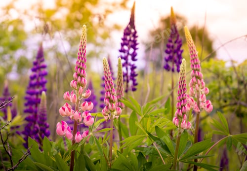Preview: A field of blooming lupine flower. Lupinus, lupin meadow with purple and pink flowers. Summer flower