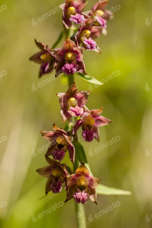 Preview: Wild orchid of the Alps mountains