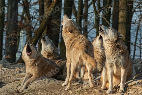 Preview: wolf, pack, togetherness, group, wilderness