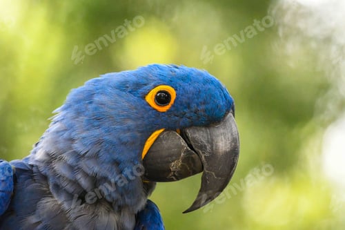 Preview: Head of hyacinth macaw (Anodorhynchus hyacinthinus)