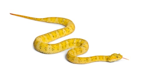 Preview: The eyelash viper, is a venomous pit viper looking at camera against white background