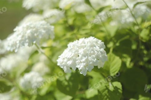 Preview: Selective focus on beautiful bush of blooming white Hydrangea or Hortensia flowers in summer.