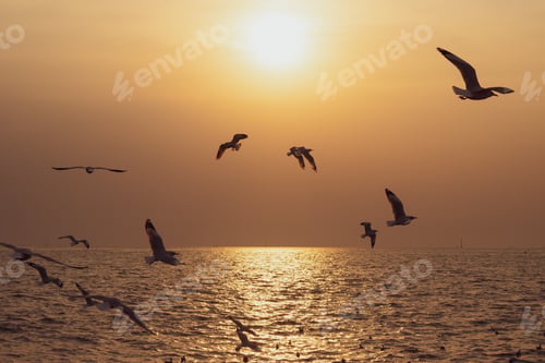 Preview: The background of sunset with flying seagull at Bangpu Recreation Center, the gulf of Thailand