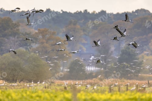 Preview: Flocks of cranes on migration in germany