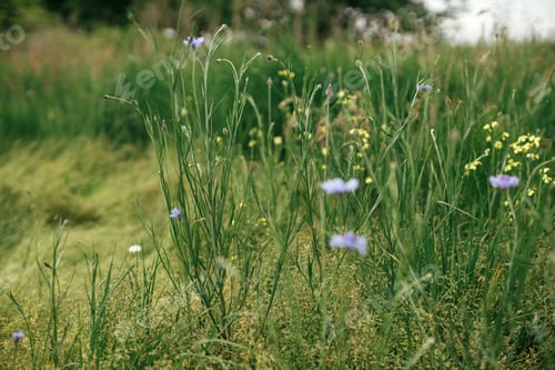 Preview: Beautiful cornflower in summer field