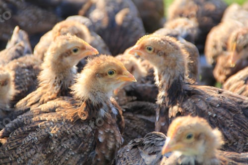 Preview: Group of chickens walking in a grassy field in the sun