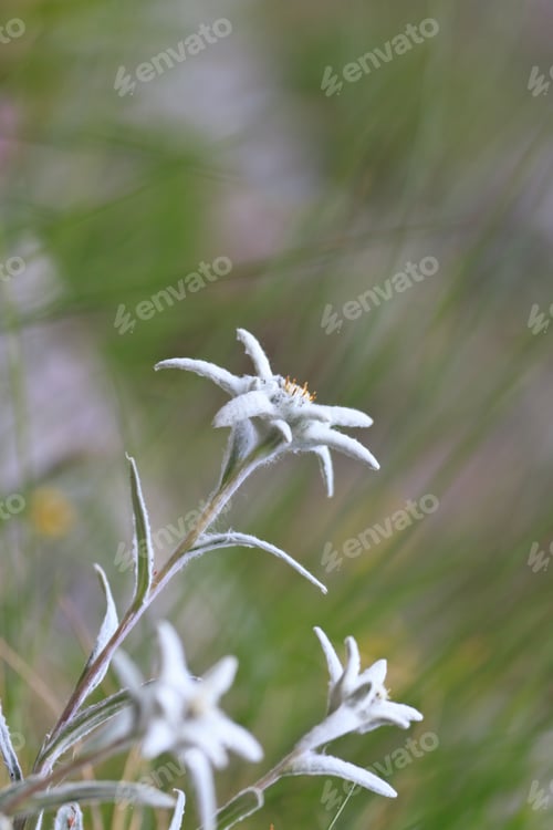 Preview: edelweiss