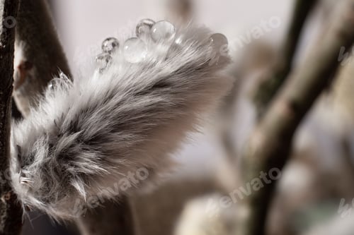 Preview: Dew drops on pussy willow branches