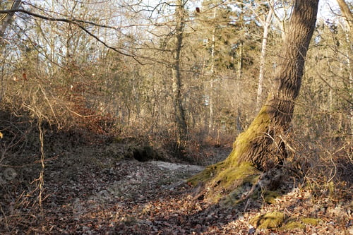 Preview: Early spring