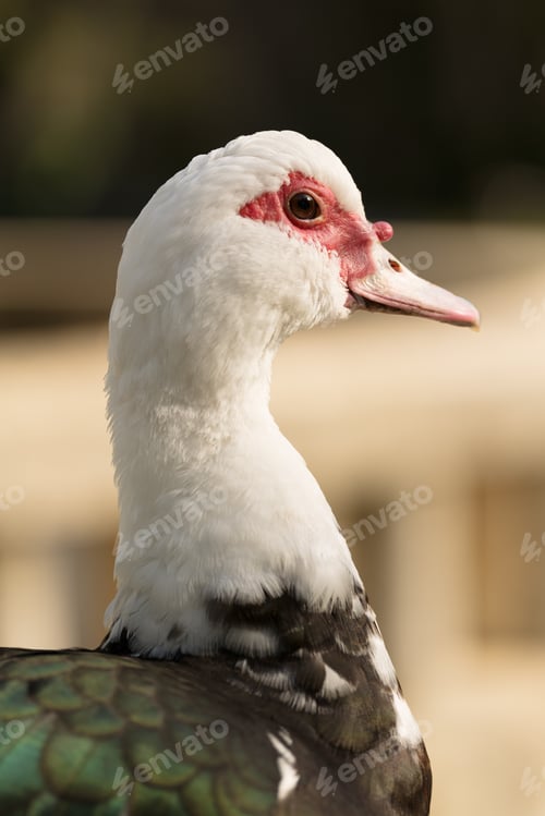 Preview: Vertical photo of muscovy duck head close up