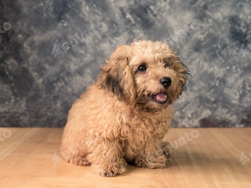 Preview: Small poodle puppy on grunge background.
