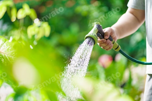 Preview: Man watering plants in his garden. Urban gardening watering fresh vegetables nature