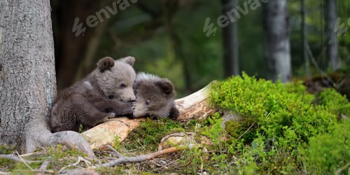 Preview: Young brown bear in the forest