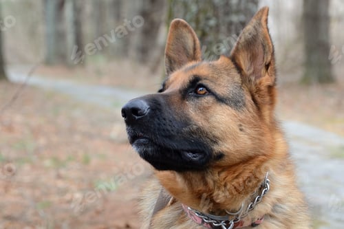 Preview: German Shepherd looking at her master with love in her eyes. obedient large dog