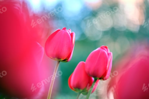 Preview: Bright red tulip flowers blooming on outdoor flowerbed on sunny spring day