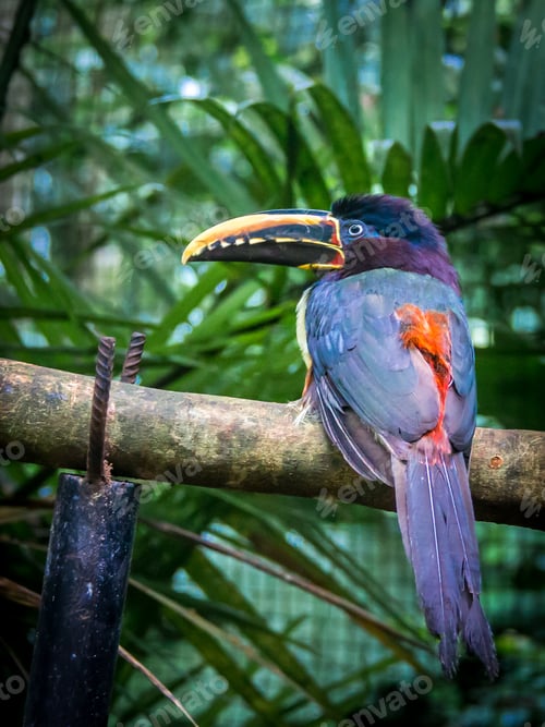 Preview: Collared Aracari (Pteroglossus torquatus)- Toucan like bird