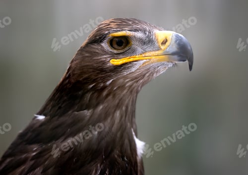 Preview: Steppe Eagle Portrait In Progress