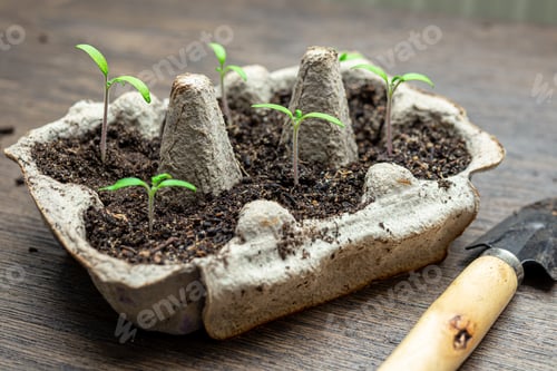 Preview: Reused egg box with sprouts
