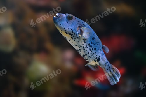 Preview: Blackspotted Puffer fish (Arothron nigropunctatus) or Dog-faced Puffer