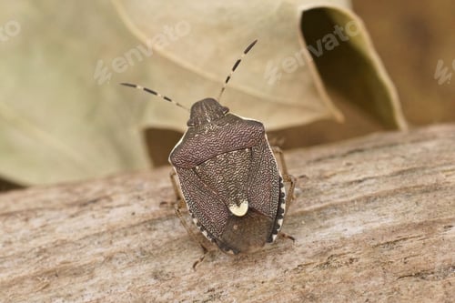 Preview: Closeup on the small mediterranean Pentatomid shield bug, Holcostethus albipes