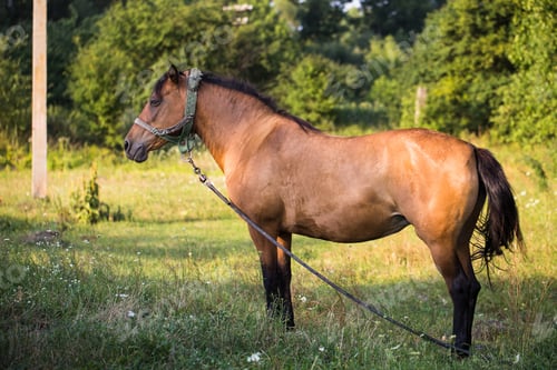 Preview: Horse on a summer pasture