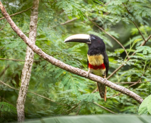 Preview: Colorful toucan perched on a branch in a lush green forest