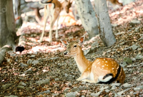 Preview: Spotted deer in the forest