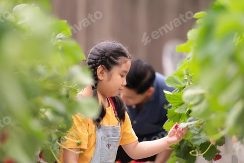 Preview: A father and daughter visit an organic strawberry garden on a closed farm.