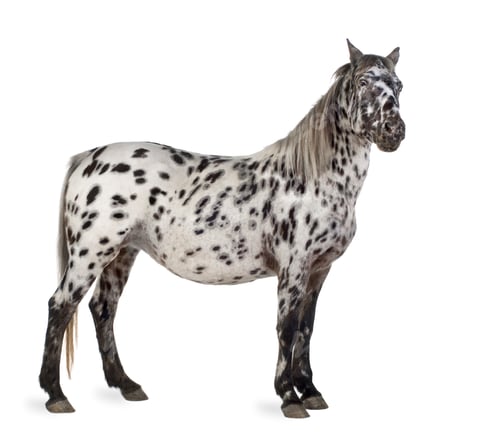 Preview: Appaloosa horse